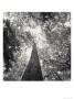 A Black And White View Looking Up In The Interior Of A Forest by Sam Kittner Limited Edition Pricing Art Print