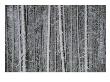 Lodgepole Pine Trees In The Snow by Raymond Gehman Limited Edition Print