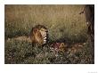 A Male Lion And Two Cubs Eat A Zebra Kill by Jodi Cobb Limited Edition Print