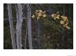 Golden Aspen Leaves Adorn A Branch In This Autumn Woodland View by Raymond Gehman Limited Edition Print