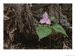 A Close View Of A Large-Flowered Trillium Flower by George F. Mobley Limited Edition Print