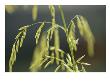 Close View Of Endangered Texas Wild Rice by Joel Sartore Limited Edition Print
