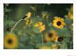 A Male American Goldfinch Sits On A Sunflower Eating Seeds by Taylor S. Kennedy Limited Edition Pricing Art Print