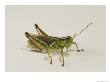 Close View Of A Grasshopper Against A White Background by Darlyne A. Murawski Limited Edition Print