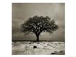Tree With Wind Swept Snow, Wisconsin by John Glembin Limited Edition Pricing Art Print