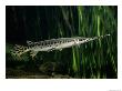 A Long-Nosed Gar Fish by George Grall Limited Edition Pricing Art Print