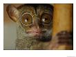 Tarsier by Michael Nichols Limited Edition Pricing Art Print