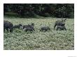 A Pair Of Warthogs And Their Litter Forage In A Clearing by Beverly Joubert Limited Edition Print