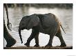 Baby Elephant Follows After Its Mother by Nicole Duplaix Limited Edition Print