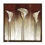 Three Calla Lilies by Mira Latour Limited Edition Pricing Art Print