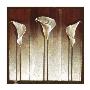 Three Calla Lilies by Mira Latour Limited Edition Print