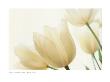 White Tulips by Spencer Jones Limited Edition Print