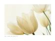 White Tulips by Spencer Jones Limited Edition Pricing Art Print