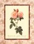 Rosa Damascena Italica by Pierre-Joseph Redoute Limited Edition Pricing Art Print