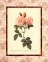 Rosa Damascena Italica by Pierre-Joseph Redoutã© Limited Edition Print