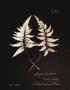 Fern Plate No. 714 by Natasha D'schommer Limited Edition Print