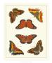 Cramer Butterflies I by Pieter Cramer Limited Edition Pricing Art Print