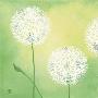 Dandelions I by Sabine Mannheims Limited Edition Pricing Art Print