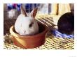 Rabbit In A Small Pot by Nancy Sheehan Limited Edition Print
