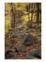 Fall Foliage On The Tarn Trail Of Dorr Mountain, Maine, Usa by Jerry & Marcy Monkman Limited Edition Print