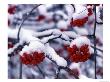 Snow On Mountain Ash Berries, Utah, Usa by Howie Garber Limited Edition Print