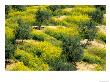 Olive Trees, Provence Of Granada, Andalusia, Spain by David Barnes Limited Edition Print