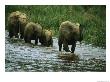 Herd Of African Forest Elephants Walking In Water At Langoue Bai by Michael Nichols Limited Edition Print