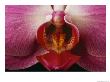 Close View Of A Delicate Orchid Blossom by Michael Nichols Limited Edition Print