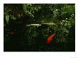 Orange And White Japanese Koi Drift In A Pond Near Green Ferns by Eightfish Limited Edition Print