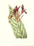 Tropical Canna I by Van Houtt Limited Edition Print