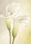 Calla De Luxe by Vivien White Limited Edition Pricing Art Print