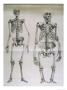 The Skeletons Of Homo Sapiens And A Gorilla Compared by D.H. Ford Limited Edition Pricing Art Print