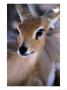 Adult Female Steenbok (Raphicerus Campestris), Etosha National Park, Namibia by Andrew Parkinson Limited Edition Print