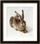 The Young Hare by Albrecht Dã¼rer Limited Edition Print