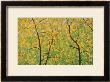 The Spring Of Dita Bark Trees by Chingkuen Chen Limited Edition Print