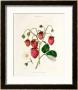 The Roseberry Strawberry, Engraved By Watte, Pub. By Thomas Kelly, London 1830 by Edwin Dalton Smith Limited Edition Pricing Art Print