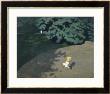 Child Playing With The Ball (Corner Of The Park by Fã©Lix Vallotton Limited Edition Print