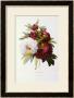 Peonies by Pierre-Joseph Redoutã© Limited Edition Print