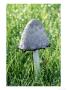 Shaggy Inkcap by Mark Bolton Limited Edition Print