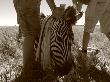 Men Working With A Tranquilized Zebra by Beverly Joubert Limited Edition Print