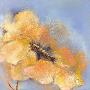 Bright Anemone Ii by Elena Filatov Limited Edition Print