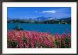 Fireweed On Shores Of Tagish Lake System, Fraser, British Columbia, Canada by Jeff Greenberg Limited Edition Print