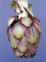 Artichoke by Heide Benser Limited Edition Pricing Art Print