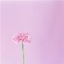 Gerber Daisy by Heide Benser Limited Edition Print