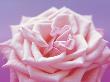 Pink Rose by Heide Benser Limited Edition Print