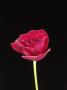 A Single Red Rose by Bernd Vogel Limited Edition Print