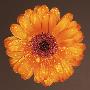 A Vivid Orange Flower by Bernd Vogel Limited Edition Pricing Art Print
