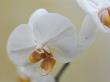 White Orchid, Close-Up by Andreas Hoernisch Limited Edition Print