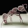 Side View Of An Ant by David Phillips Limited Edition Print