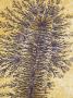 Manganese Dendrites, Southwestern Usa by Ken Lucas Limited Edition Print